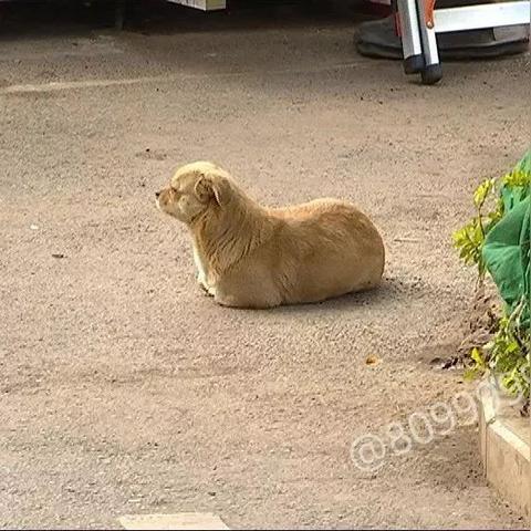 天降福犬旺全家（30集）