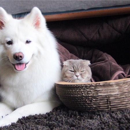 05(1)(1)(1)(1)(1)(1).狗子女士的惩罚（60集）江离＆江炘