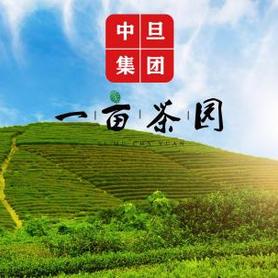 白茶的功效（白茶的神奇功效，健康守护者的秘密武器）