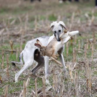 困 困 兔 全集（困兔全集，探索困境中的智慧与勇气）