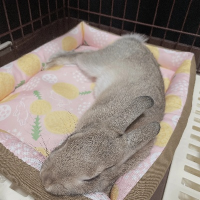 困 困 兔 全集（困兔全集，探索困境中的智慧与勇气）