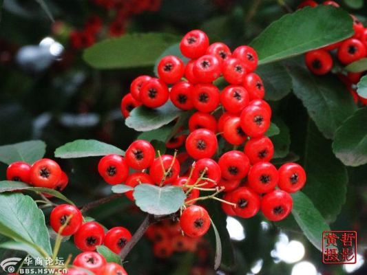 红果（红果的魅力与独特之处）