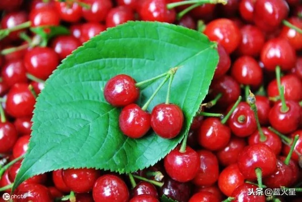 山东大樱桃（山东大樱桃，美味佳果的传奇）