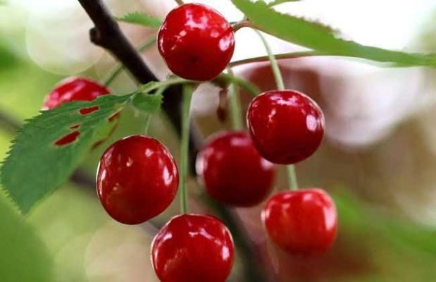 樱桃豆（樱桃豆，美味与健康并存的果实）