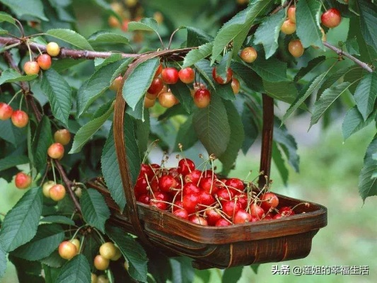 樱桃树（樱桃树下的故事）