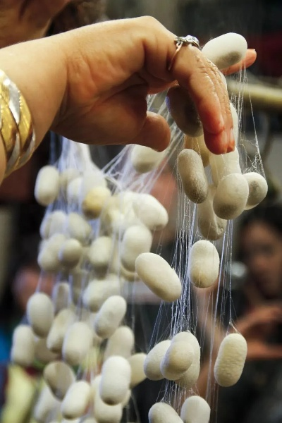 剥蚕免费观看（剥蚕，一种细致的艺术，免费观看）