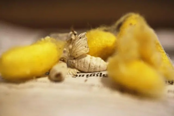 剖茧（剖茧，探索与突破的力量）