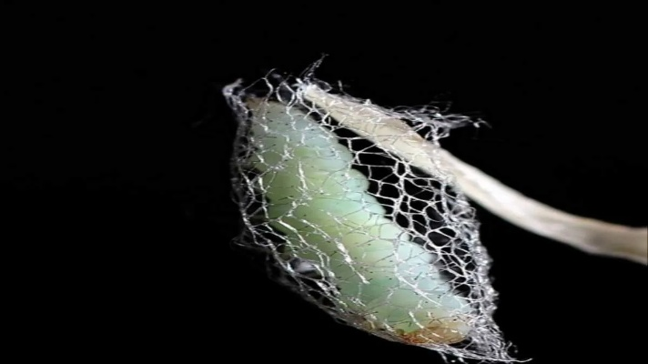 剝茧（剝茧，揭示与成长的过程）