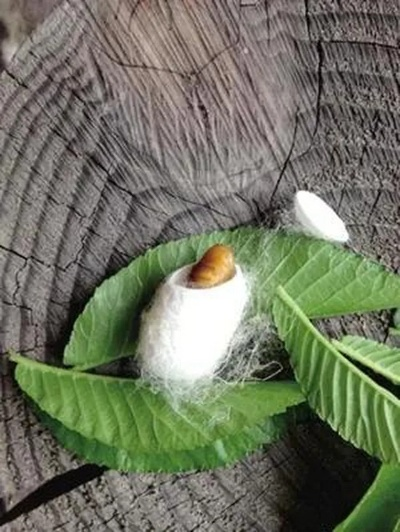 剥茧 在线（剥茧，揭示真相的过程与智慧）